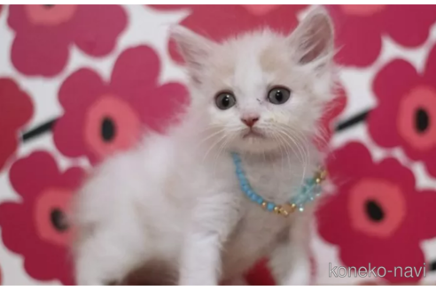 成約済の東京都のマンチカン-101535の3枚目